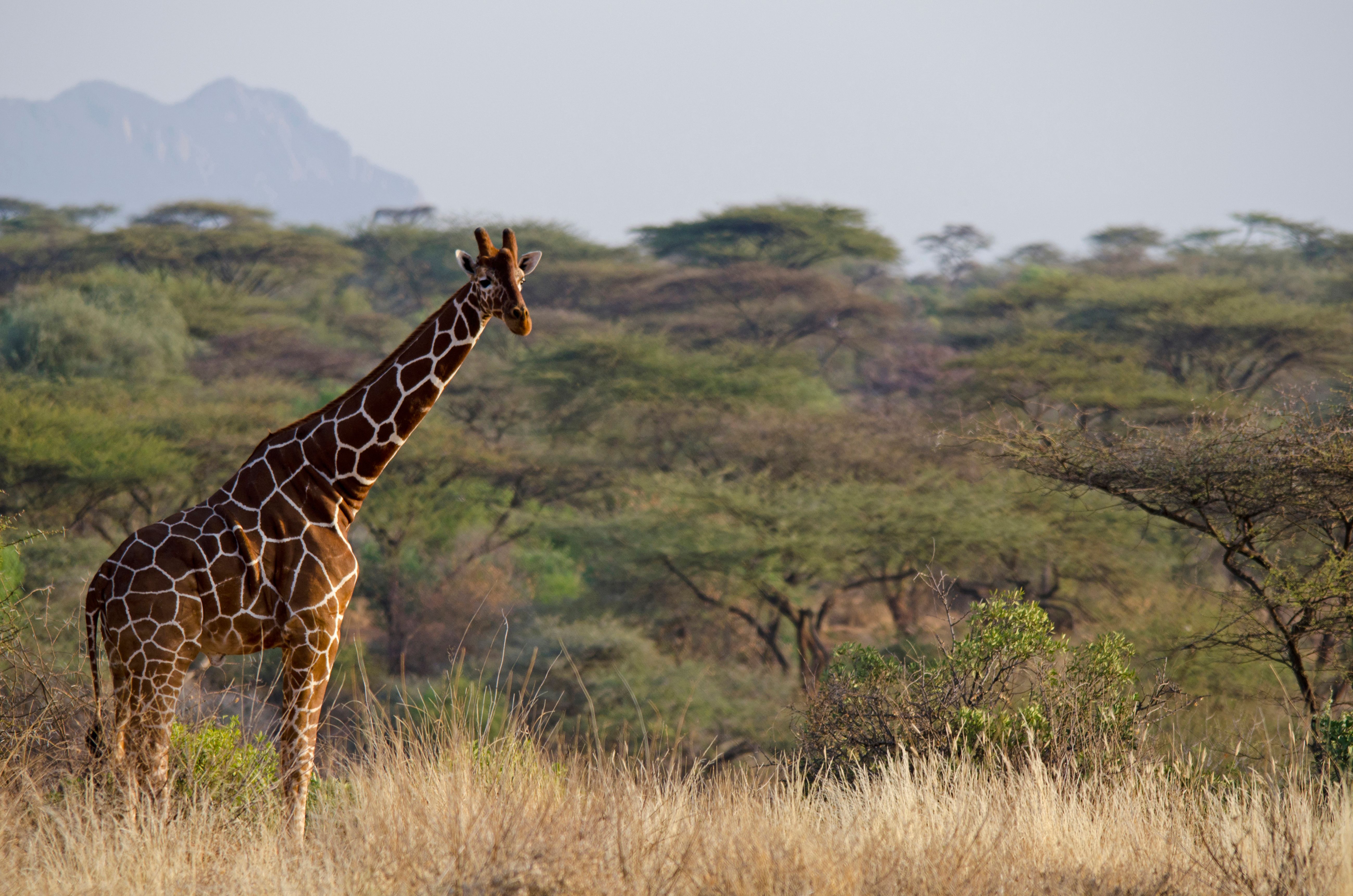 Naar Afrika met anders dan anders