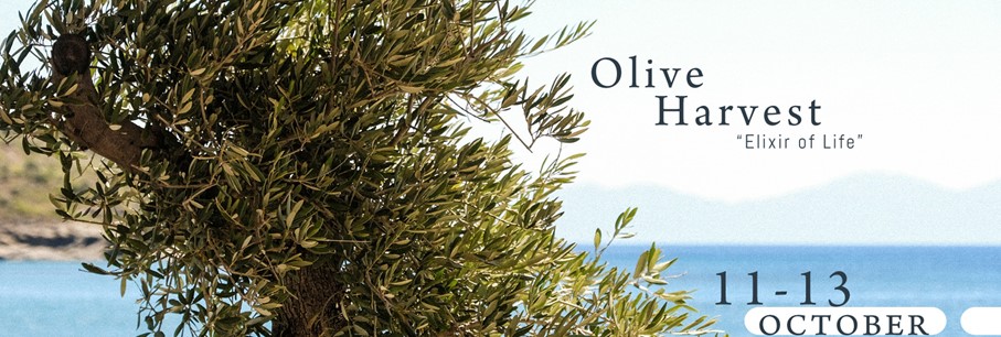 Découvrez l'Olive Harvest Weekend