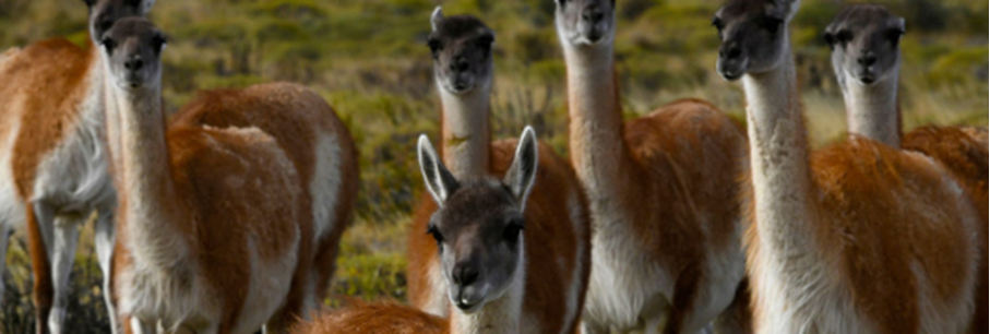 Expeditie Chileense Fjorden mét korting!