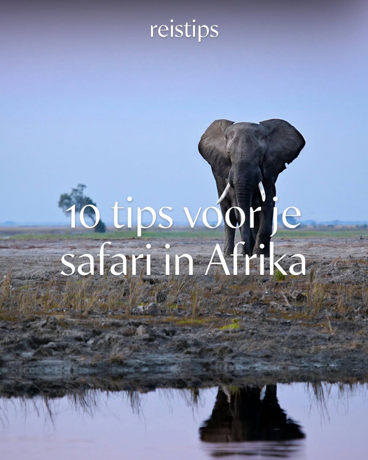 Tips & tricks om van je safari een succes te maken