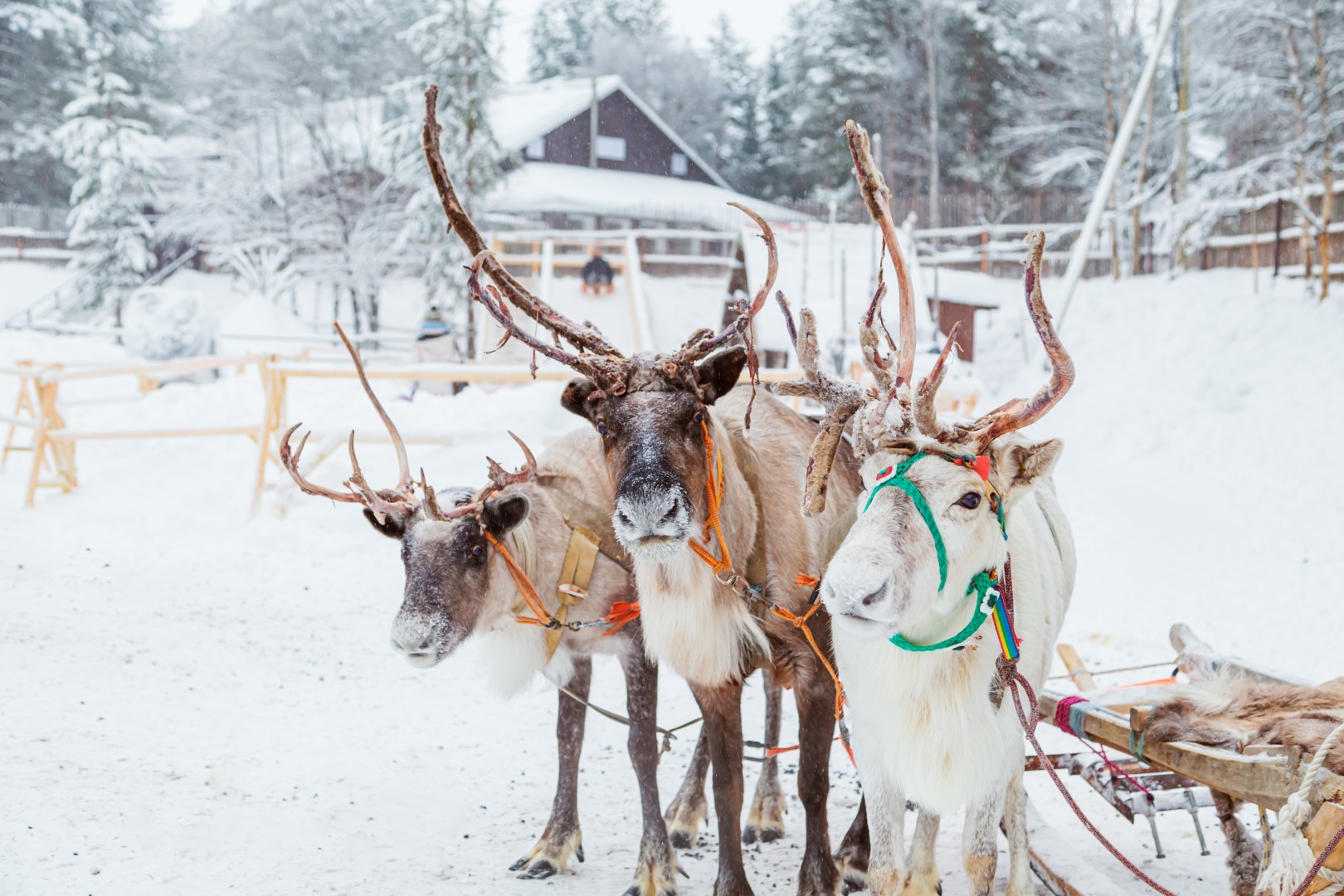 Winterwonderland in het hoge noorden, Lapland