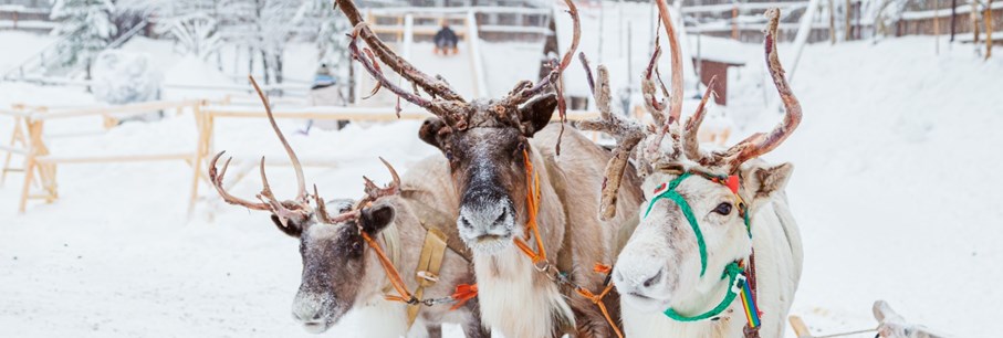 Winterwonderland in het hoge noorden, Lapland