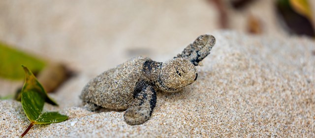 Duurzame initiatieven op paradijselijk Barbados
