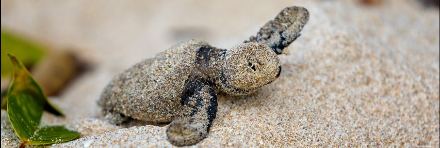 Duurzame initiatieven op paradijselijk Barbados