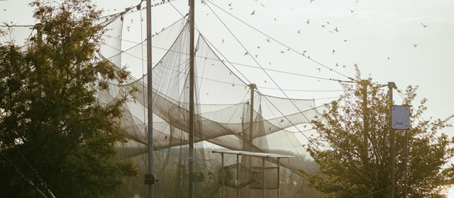 Bloemenpracht en vogelgezang in Litouwen