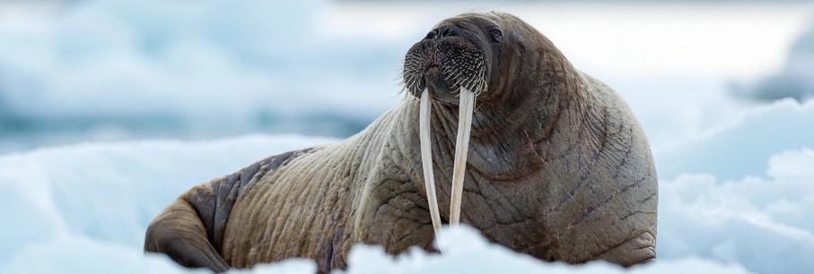 Expeditie SPITSBERGEN - Swan Hellenic