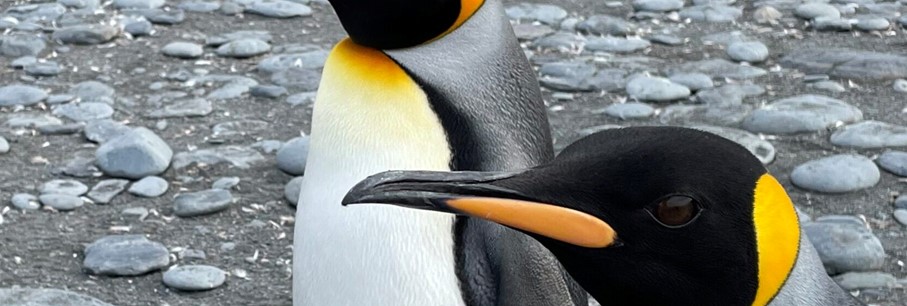 Ontdek Antarctica: Expeditie via Kaap Hoorn