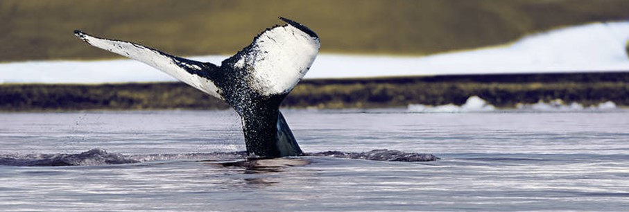 Expedities Noordwest-Passage en Antarctica