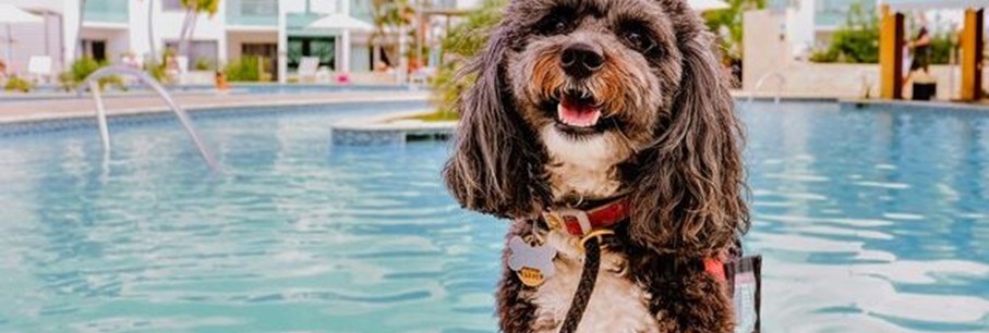 Huisdiervriendelijke hotels op Aruba