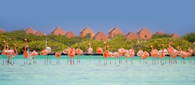 Ervaar Bonaire deze zomer