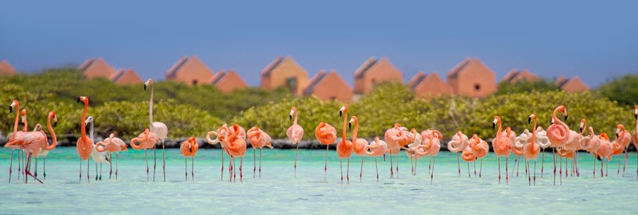 Ervaar Bonaire deze zomer