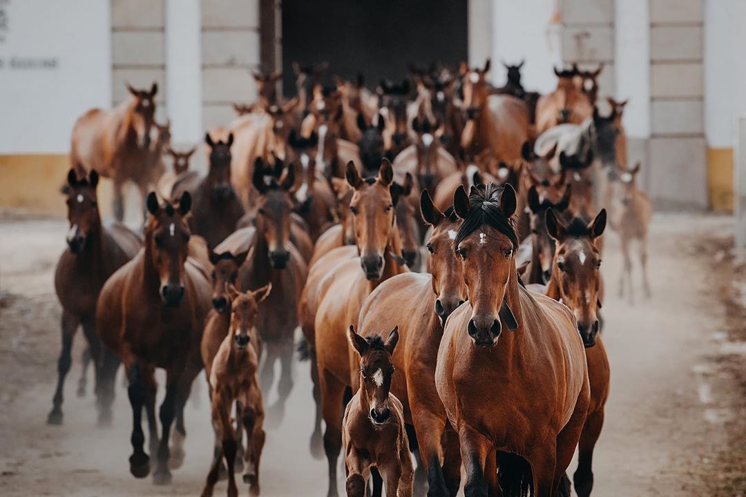 Alentejo: Het land van de paarden