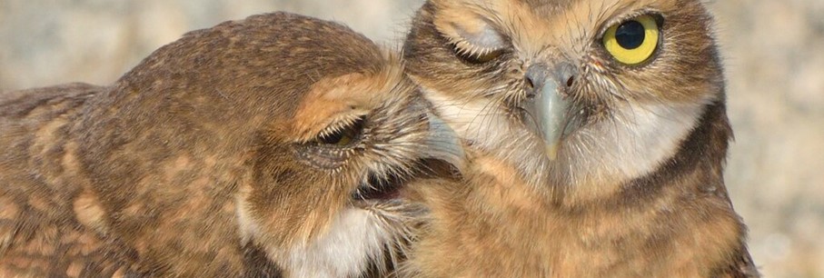 Het wilde hart van het eiland