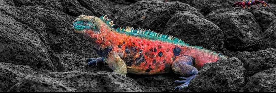 DE PRACHT VAN GALAPAGOS