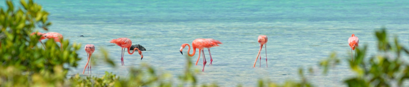 Bonaire