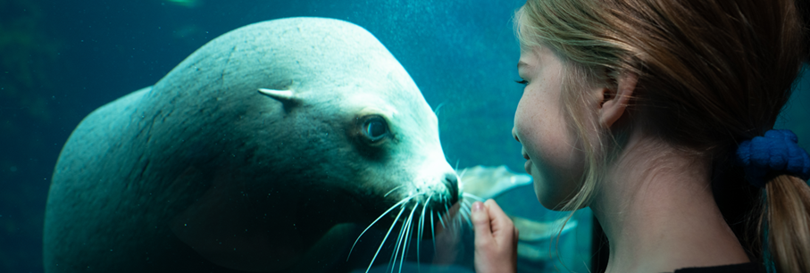 Nausicaá: ontdek de oceaan die binnen in je kolkt!