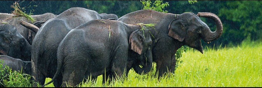 Khao Yai: 5 activités incontournables