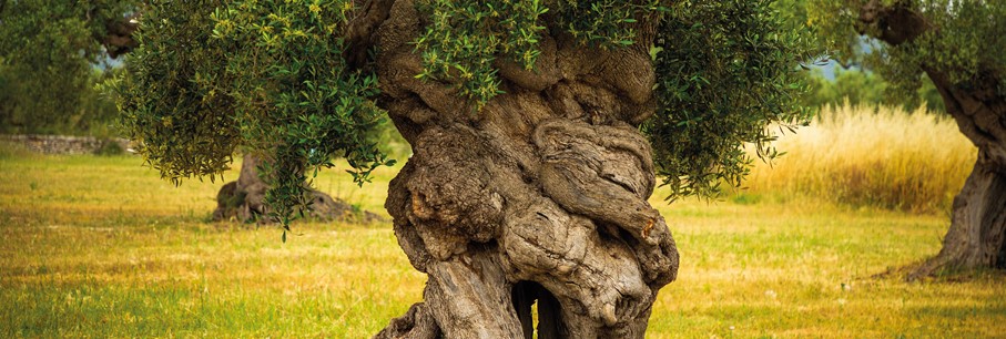 Une déclaration d'amour à la nature et à la nourriture